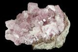 Cobaltoan Calcite Crystal Cluster - Bou Azzer, Morocco #108731-1